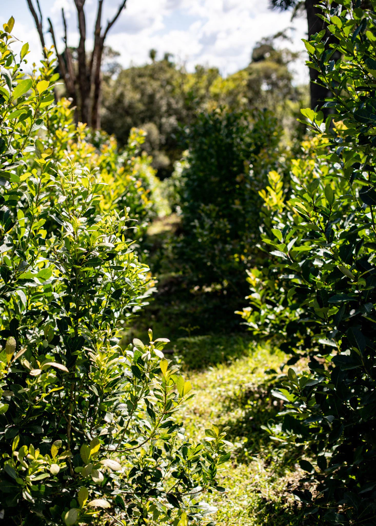 Two bushes in the foreground with an opening and trees in the background. 